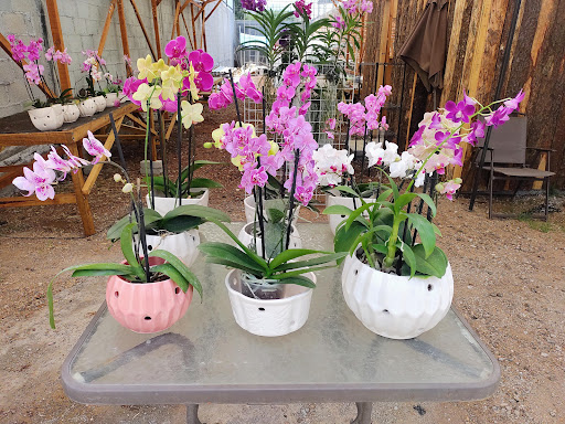 Orquídeas Mabel Acueducto