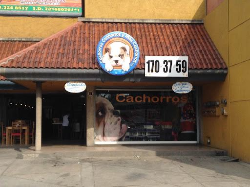 Dog breeders in Leon