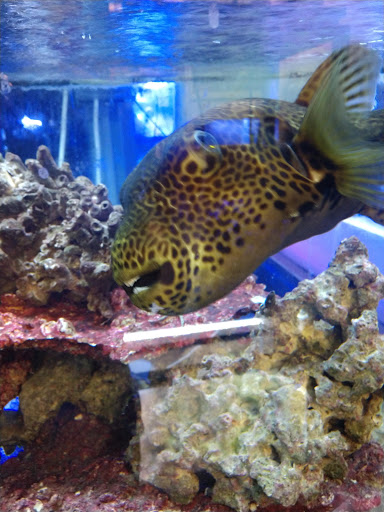 Pet Store «Moby Dick Pet Store Inc», reviews and photos, 3700 Sashabaw Rd, Waterford Twp, MI 48329, USA