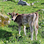 Photo n°10 de l'avis de Holger.c fait le 07/06/2023 à 12:42 sur le  Rifugio Talschluss à Casere-Knappenegg