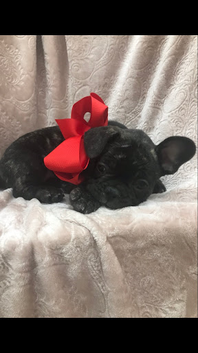 Pet Store «Happiness Is Pets Vi», reviews and photos, 616 E Roosevelt Rd, Lombard, IL 60148, USA