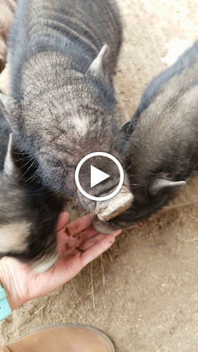 Tourist Attraction «Mitcham Farm», reviews and photos, 797 W Macedonia Church Rd, Oxford, GA 30054, USA