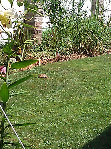 Park «Tuland Park», reviews and photos, W 144th St, Cleveland, OH 44111, USA