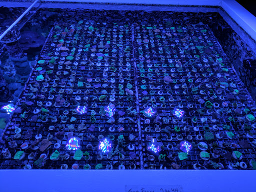 Tropical Fish Store «Reefwise», reviews and photos, 5401 Patton Dr #105, Lisle, IL 60532, USA