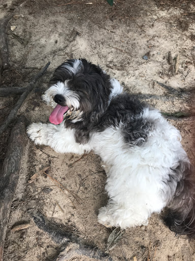 Park «Piney Wood Park», reviews and photos, 400 E Woodcroft Pkwy, Durham, NC 27713, USA