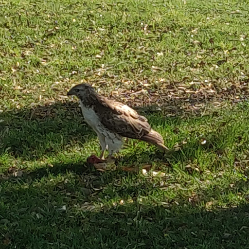 Golf Course «Hackberry Creek Country Club», reviews and photos, 1901 W Royal Ln, Irving, TX 75063, USA