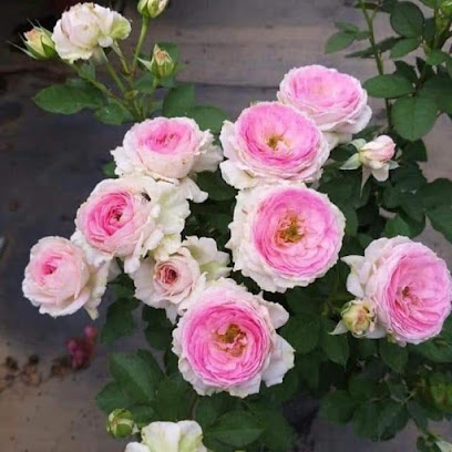 Small Rose Garden ( vườn hồng ngoại)