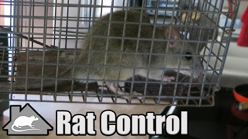Orange County Rat Control