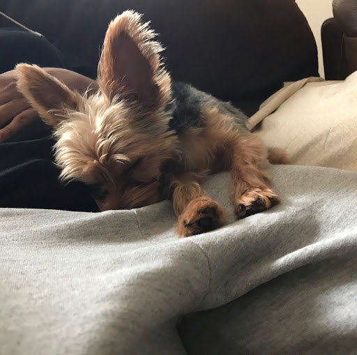 Pet Supply Store «PetSmart», reviews and photos, 2100 88th St, North Bergen, NJ 07047, USA