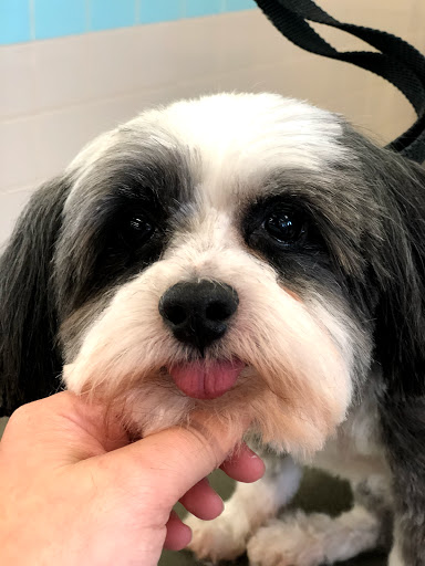 Pet Supply Store «Petco Animal Supplies», reviews and photos, 7400 Rivers Ave z, North Charleston, SC 29406, USA