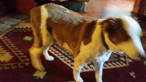 Pet Supply Store «Petco Animal Supplies», reviews and photos, 4450 Commercial St SE #150, Salem, OR 97301, USA