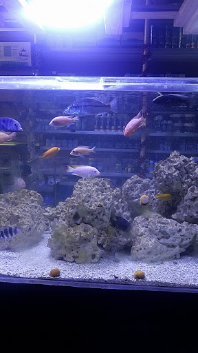 Pet Store «Aquarium Paradise», reviews and photos, 234 Washington Ave, Belleville, NJ 07109, USA