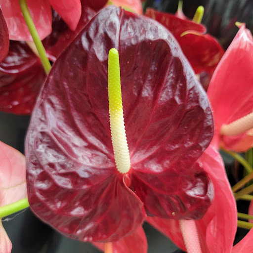 Florist «Metropolitan Plant & Flower», reviews and photos, 840 NJ-17, Paramus, NJ 07652, USA