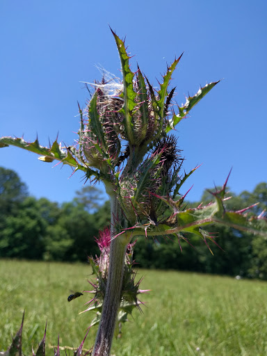 National Park «Kennesaw Mountain National Battlefield Park», reviews and photos, 900 Kennesaw Mountain Dr, Kennesaw, GA 30188, USA