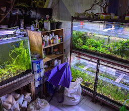 kaisya aquarium photo