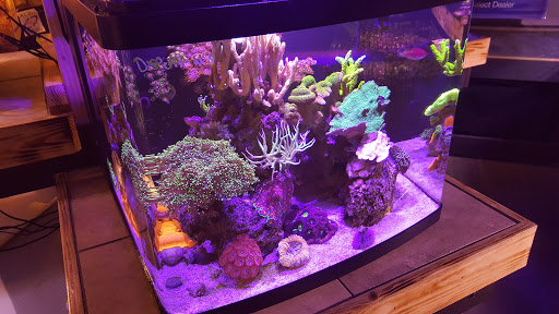 Tropical Fish Store «Elite Reef», reviews and photos, 8410 Wadsworth Blvd F, Arvada, CO 80003, USA