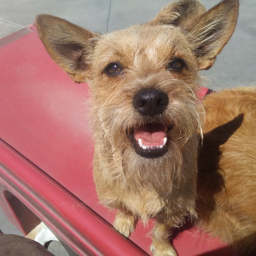 Pet Supply Store «Centinela Feed & Pet Supplies», reviews and photos, 4700 Pacific Coast Hwy, Long Beach, CA 90804, USA