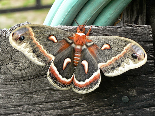 Pet Store «Pet Food Discounters», reviews and photos, 607 Woodbrook Dr, Charlottesville, VA 22901, USA