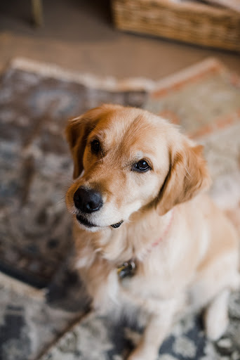 Pet Groomer «Bubbly Paws Dog Wash & Grooming», reviews and photos, 949 Grand Ave, St Paul, MN 55105, USA