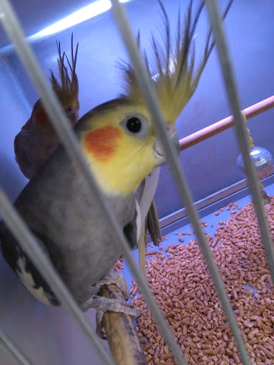 Pet Store «Fish Bowl», reviews and photos, 2117 E Race Ave, Searcy, AR 72143, USA