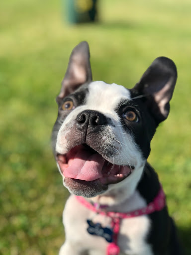 Pet Store «Dog Wash Etc», reviews and photos, 1037 Forest Ave, Portland, ME 04103, USA