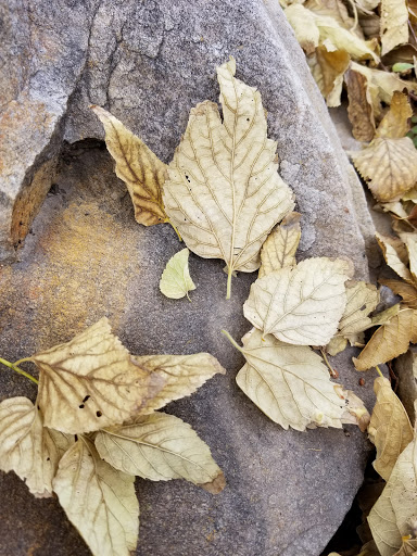 Botanical Garden «Conservation Garden Park», reviews and photos, 8275 1300 W, West Jordan, UT 84088, USA