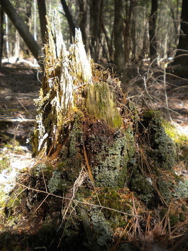 Nature Preserve «Bergen Swamp Preservation Society», reviews and photos, 6646 Hessenthaler Rd, Byron, NY 14422, USA