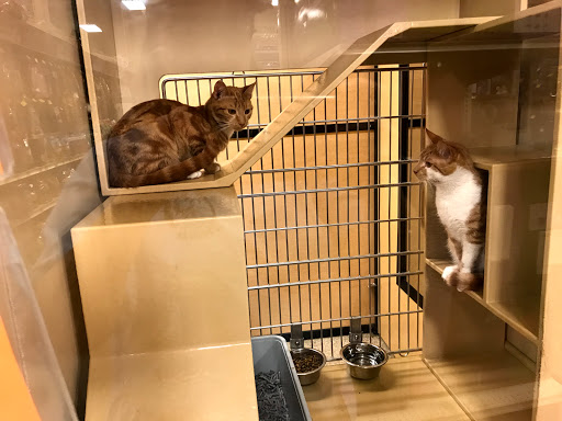 Pet Supply Store «PetSmart», reviews and photos, 400 Universal Dr N, North Haven, CT 06473, USA