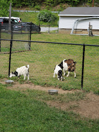 Scenic River Kennels - Photo 7 - Car repair in Mills River, NC, Asheville