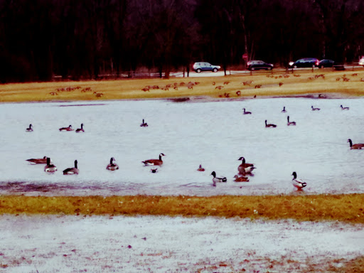 Nature Preserve «Harms Woods», reviews and photos, Harms Rd, Glenview, IL 60025, USA