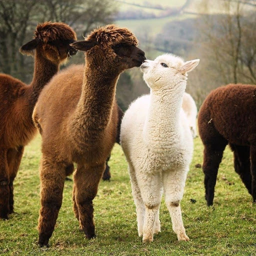 Travel Agency «Cruise & Travel Masters», reviews and photos, 4376 S 700 E #200, Murray, UT 84107, USA