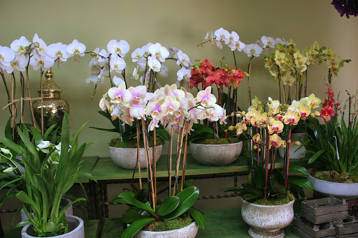 Florist «LARCHMONT VILLAGE FLORIST», reviews and photos, 420 N Larchmont Blvd, Los Angeles, CA 90004, USA