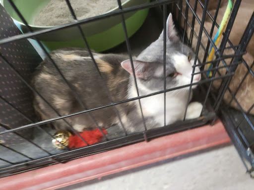 Pet Supply Store «Petco Animal Supplies», reviews and photos, 3800 S Tamiami Trail #20, Sarasota, FL 34239, USA