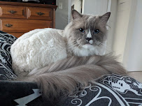 Happy Cat Hotel & Spa Alexandria - Photo 8 - Car repair in Alexandria, VA, Alexandria