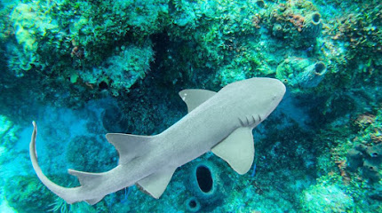 Diving Mahahual (by Diving Yucatán)