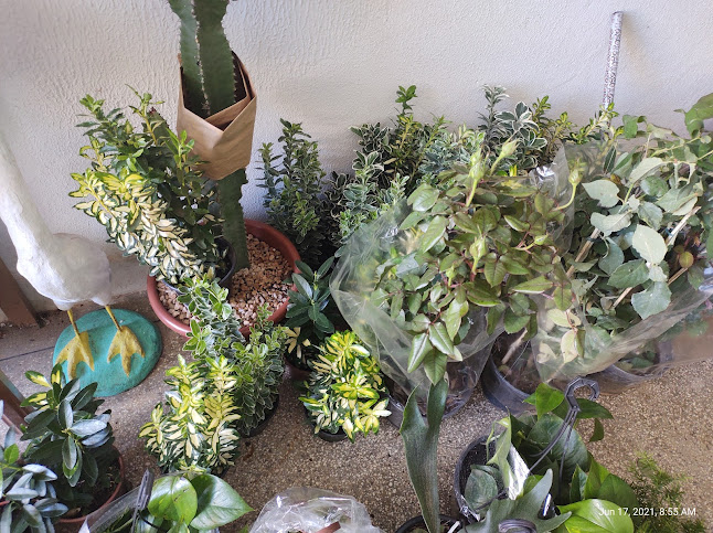 Avaliações sobre Atacadão das Flores em Aracaju - Floricultura