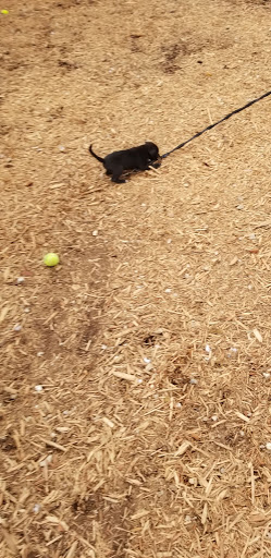 Pet Store «Dog Patch Pet & Feed», reviews and photos, 1108 E Ogden Ave, Naperville, IL 60563, USA