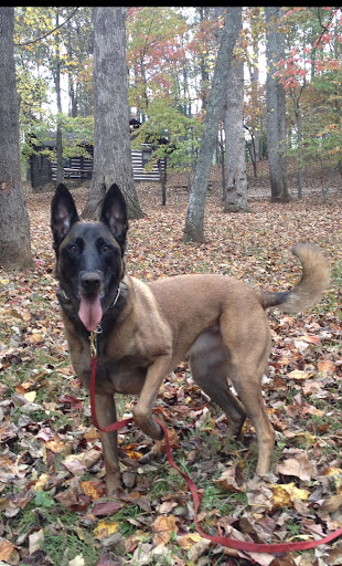 Central Carolina Canine