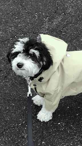 Pet Supply Store «Cheshire Cat & Dog Too», reviews and photos, 1320 Waterbury Rd, Cheshire, CT 06410, USA