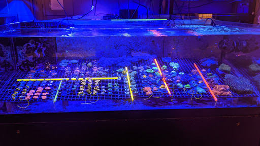 Tropical Fish Store «Blue Earth Corals & Aquariums», reviews and photos, 5791 Desoto Rd, Lake Worth, FL 33463, USA