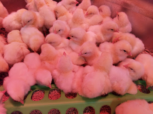 Animal Feed Store «Wilco Farm Store», reviews and photos, 3285 Commercial St SE, Salem, OR 97302, USA