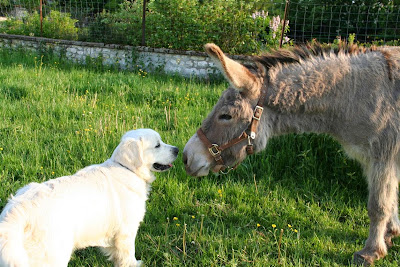 CLINIQUE VETERINAIRE DES FALAISES à Les Andelys
