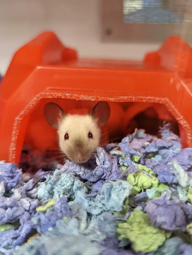 Pet Supply Store «Petco Animal Supplies», reviews and photos, 3012 Bridgepointe Pkwy, San Mateo, CA 94404, USA