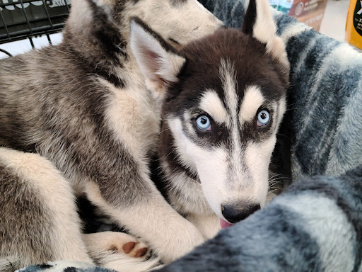 Pet Supply Store «Petco Animal Supplies», reviews and photos, 3835 Phoenix Ave, Fort Smith, AR 72903, USA