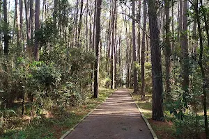 Bosque UFSM image