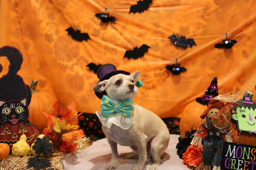 Bow Wow Bungalow image