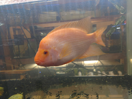 Tropical Fish Store «Aquaria Masters», reviews and photos, 411 Tia Juana St, Colorado Springs, CO 80909, USA