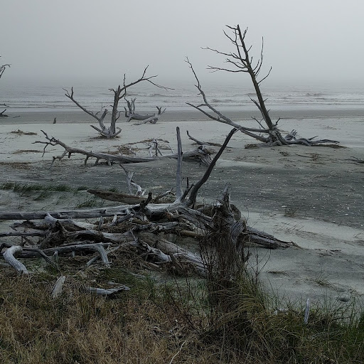 National Forest «Francis Marion National Forest», reviews and photos, 2967 Steed Creek Rd, Huger, SC 29450, USA