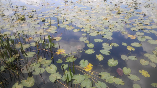 Nature Preserve «Pine Island Ridge Natural Area», reviews and photos, 3900 SW 100th Ave, Davie, FL 33328, USA