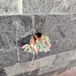 Photo n°5 de l'avis de Francesco.e fait le 16/07/2022 à 13:22 sur le  Scabeccio à Genoa